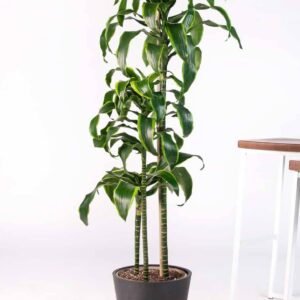 Dracaena Art - Indoor Plants | Plantshop.me