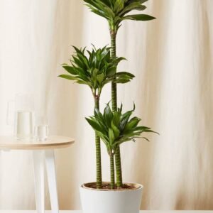 Dracaena Compacta - Indoor Plants | Plantshop.me