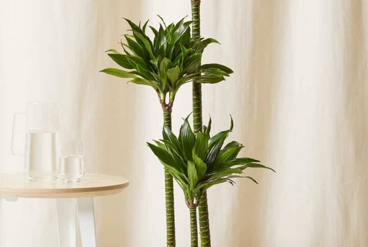 Dracaena Compacta - Indoor Plants | Plantshop.me