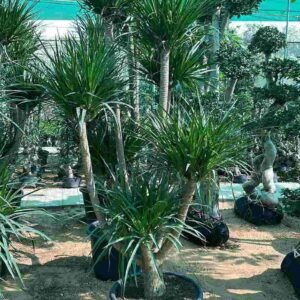 Dracaena Draco Outdoor Plants | Plantshop.me