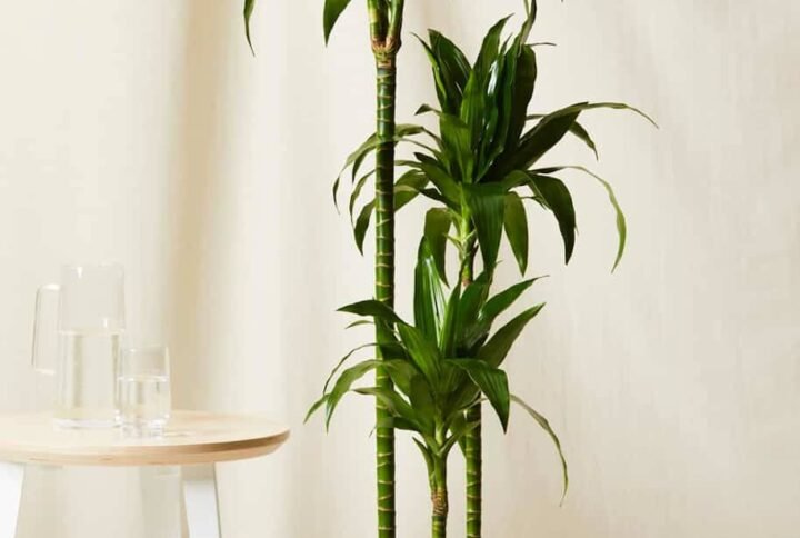 Dracaena Janet Craig - Indoor Plants | Plantshop.me