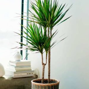 Dracaena Marginata - Indoor Plants | Plantshop.me