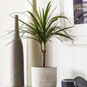 Dracaena Marginata Small - Indoor Plants | Plantshop.me