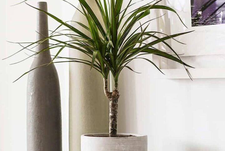 Dracaena Marginata Small - Indoor Plants | Plantshop.me