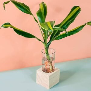 Dracaena Stripe Cubo - Indoor Plants | Plantshop.me