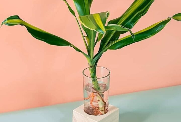 Dracaena Stripe Cubo - Indoor Plants | Plantshop.me