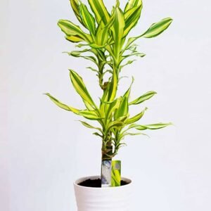 Dracaena Yellow Coast - Indoor Plants | Plantshop.me