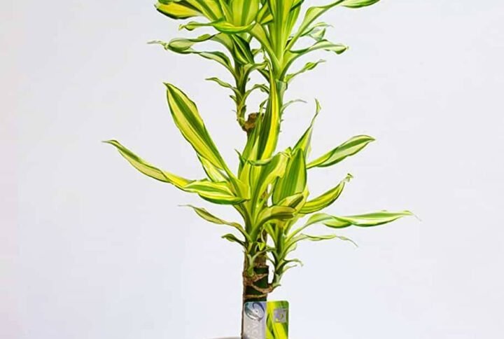 Dracaena Yellow Coast - Indoor Plants | Plantshop.me