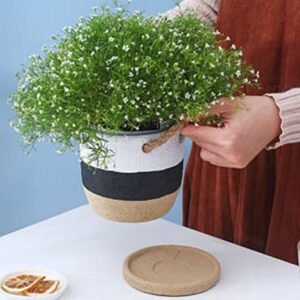 Dual Tone Beige Pot- Pots | Plantshop.me