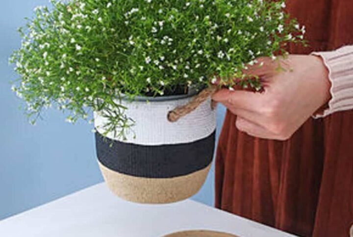 Dual Tone Beige Pot- Pots | Plantshop.me