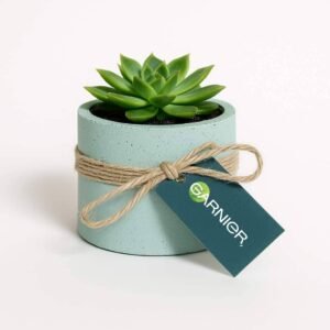 Eco-Friendly Corporate Gifts: Potted Mini Succulents | UAE