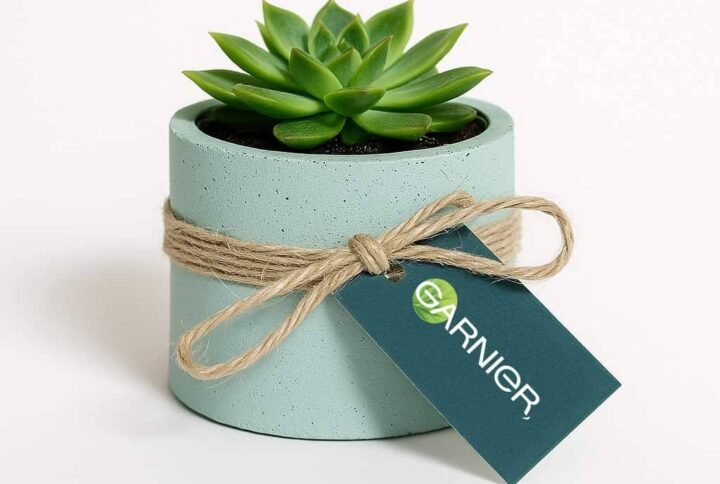 Eco-Friendly Corporate Gifts: Potted Mini Succulents | UAE