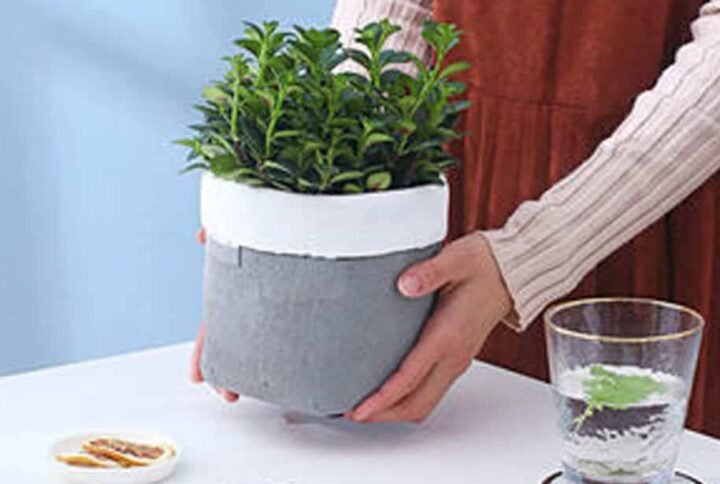 Elegant Ceramic Planter | Plantshop.me UAE