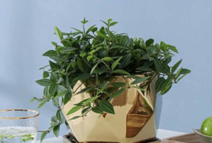 Elegant Gold Poly Ceramic Pot | Plantshop.me UAE Collection