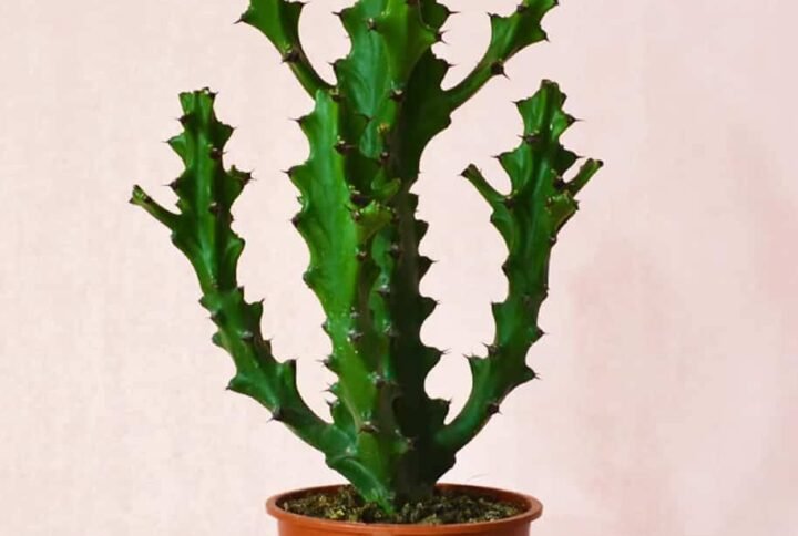 Euphorbia Lactea - Indoor Plants | Plantshop.me