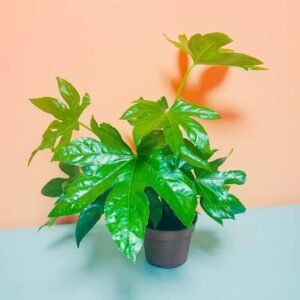 Fatshedera Lizei Plant - Indoor Plant | Plantshop.me