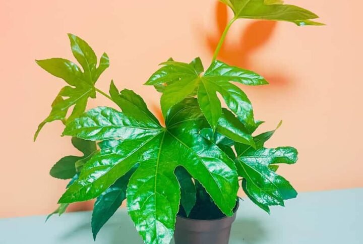 Fatshedera Lizei Plant - Indoor Plant | Plantshop.me
