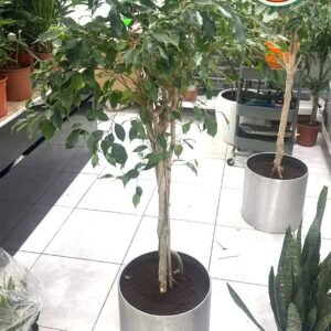 Ficus Benjamina ASIS - Indoor Plants | Plantshop.me