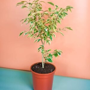 Ficus Benjamina Semi Branched - Iconic Houseplant at Plantshop.me