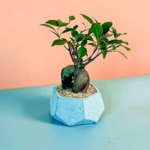 Ficus Bonsai Mini for Sale Online | Quick Delivery in the UAE | Plantshop.me