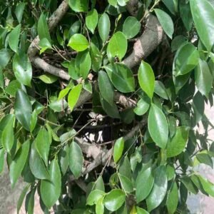 Ficus Microcarpa Nitida Cage- Outdoor Plants | Plantshop.me