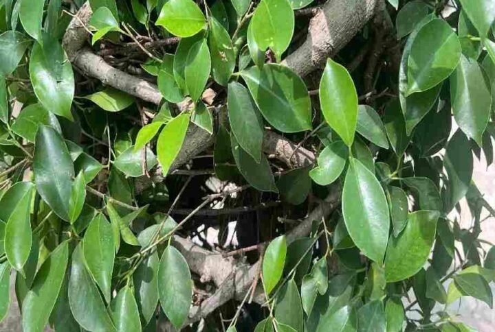 Ficus Microcarpa Nitida Cage- Outdoor Plants | Plantshop.me