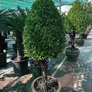 Ficus Nitida Cone Head - Outdoor Plants | Plantshop.me