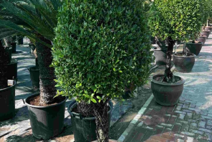 Ficus Nitida Cone Head - Outdoor Plants | Plantshop.me