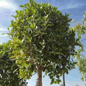 Ficus Nitida Single Head - Outdoor Plants | Plantshop.me