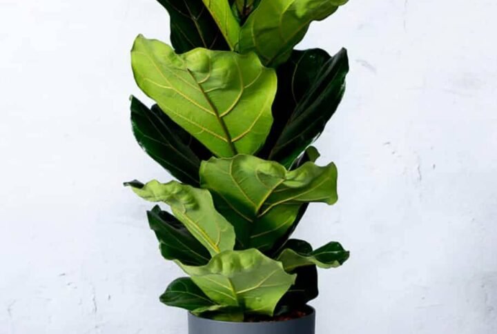 Fiddle-leaf Fig - Ficus Lyrata - Indoor Plants | Plantshop.me