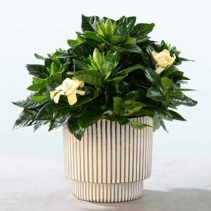 Gardenia Indoor - Indoor Plants | Plantshop.me