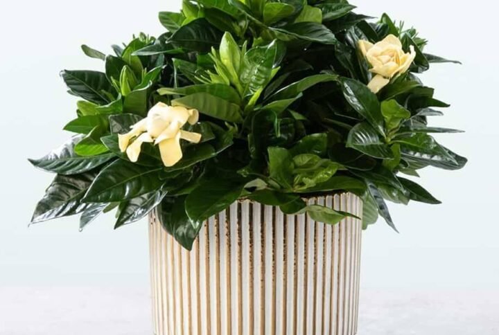 Gardenia Indoor - Indoor Plants | Plantshop.me