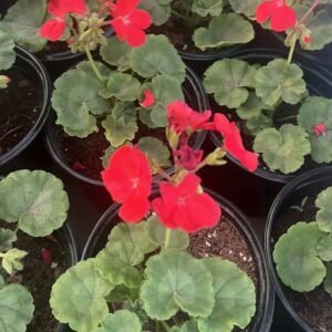Geranium - Flowering - Outdoor Plants | Plantshop.me