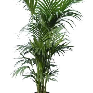 Giant Kentia Palm Holland 3Mtr - Indoor Plants | Plantshop.me