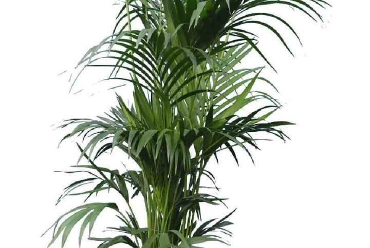 Giant Kentia Palm Holland 3Mtr - Indoor Plants | Plantshop.me