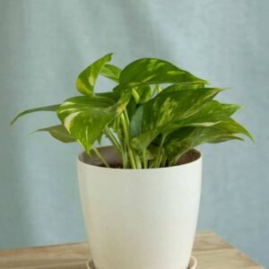 Golden Pothos - Indoor Plants | Plantshop.me