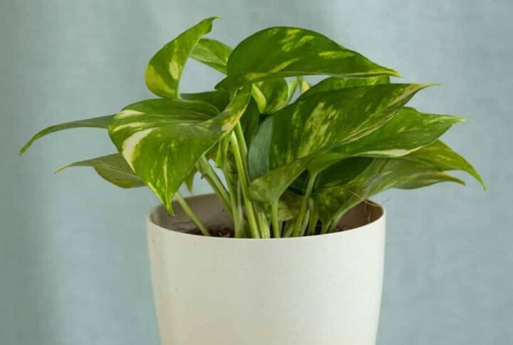 Golden Pothos - Indoor Plants | Plantshop.me