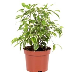 Green Kinky Dwarf - Indoor Plants | Plantshop.me
