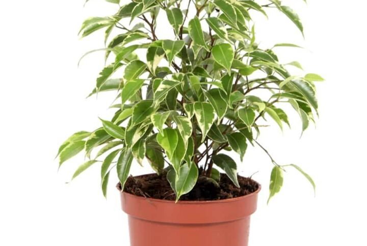 Green Kinky Dwarf - Indoor Plants | Plantshop.me