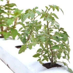 Grow Bag Coco Peat for Sale Online | Quick Delivery in the UAE | Plantshop.me