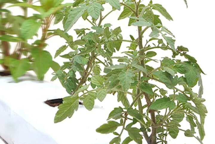 Grow Bag Coco Peat for Sale Online | Quick Delivery in the UAE | Plantshop.me