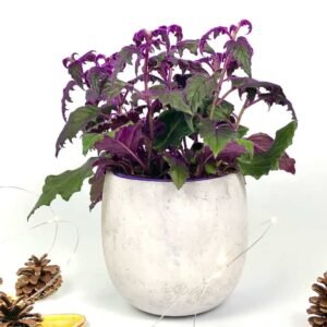 Gynura - Flowering - Indoor Plants | Plantshop.me