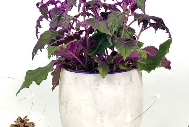 Gynura - Flowering - Indoor Plants | Plantshop.me