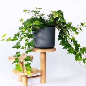 Hedera Helix Green - Buy Ivy Plants Online | Plantshop.me UAE