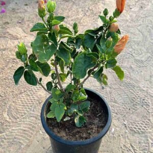 Hibiscus Orange - Outdoor Plants | Plantshop.me