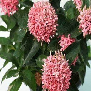 Ixora Coccinea Pink - Flowering - Outdoor Plants | Plantshop.me