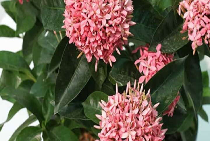 Ixora Coccinea Pink - Flowering - Outdoor Plants | Plantshop.me