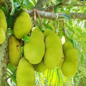 Jackfruit Plant - Fruiting - Outdoor Plants | Plantshop.me