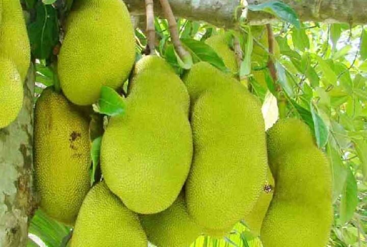 Jackfruit Plant - Fruiting - Outdoor Plants | Plantshop.me