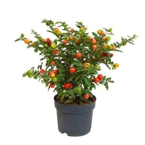 Jerusalem Cherry - Solanum - Outdoor Plants | Plantshop.me